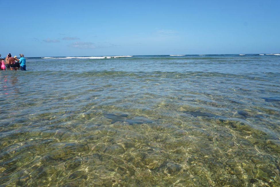 Sal (Cape Verde)