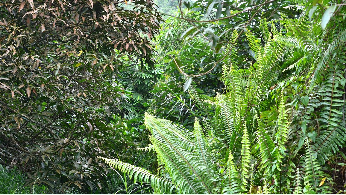 Regenwald in Sarawak