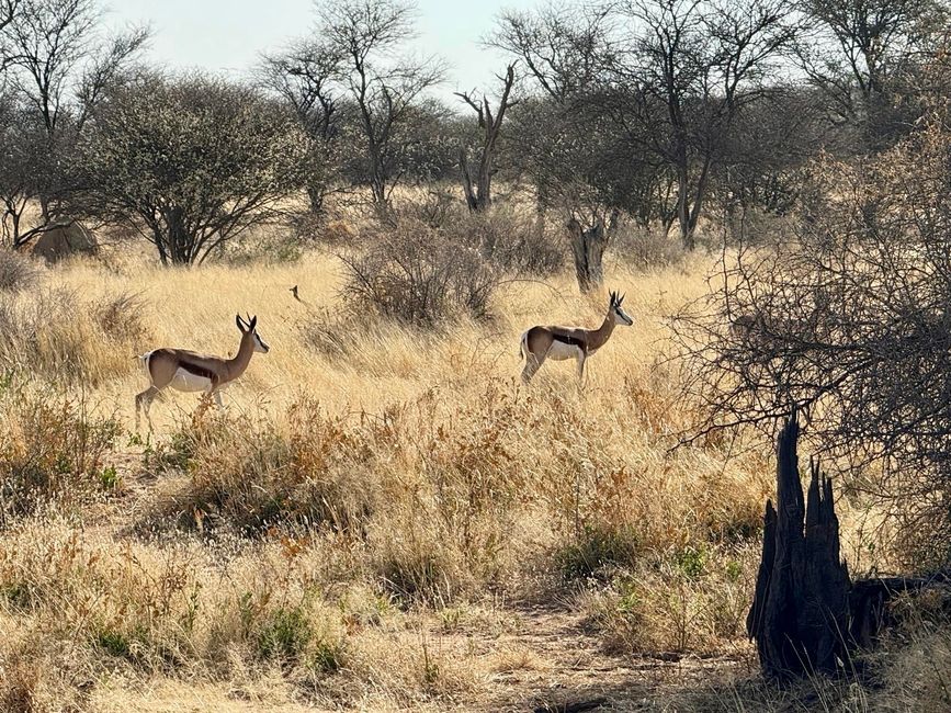 Namibia 2k25 🦓🏜️🐘
