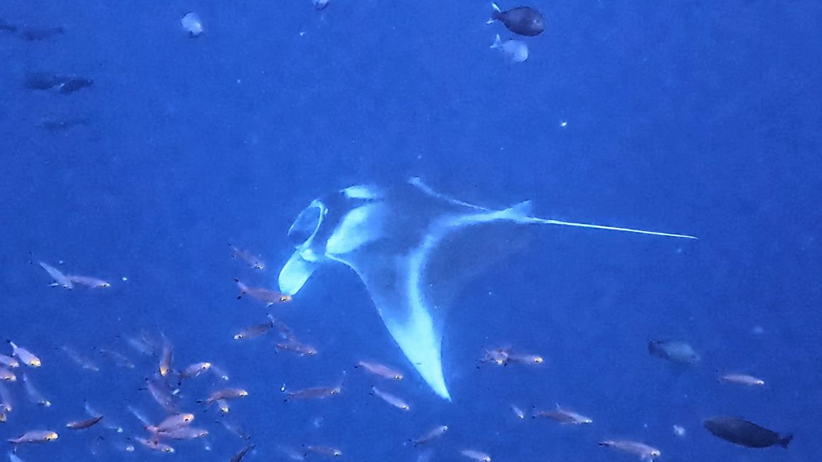 Travis auf Tauchsafari in Raja Ampat