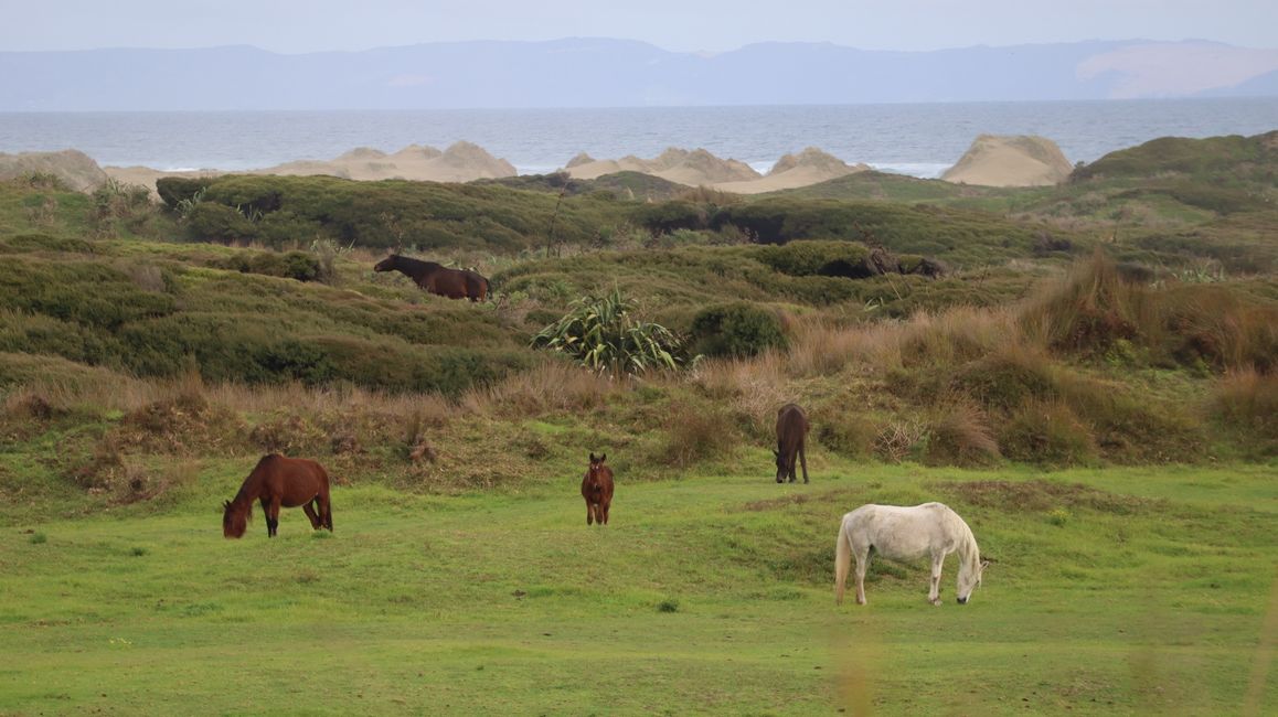 Verwilderte Pferde in der Hukatere Lodge