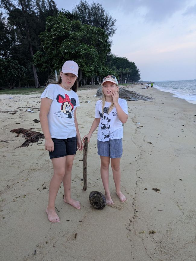 Eine Kokosnuss am Strand