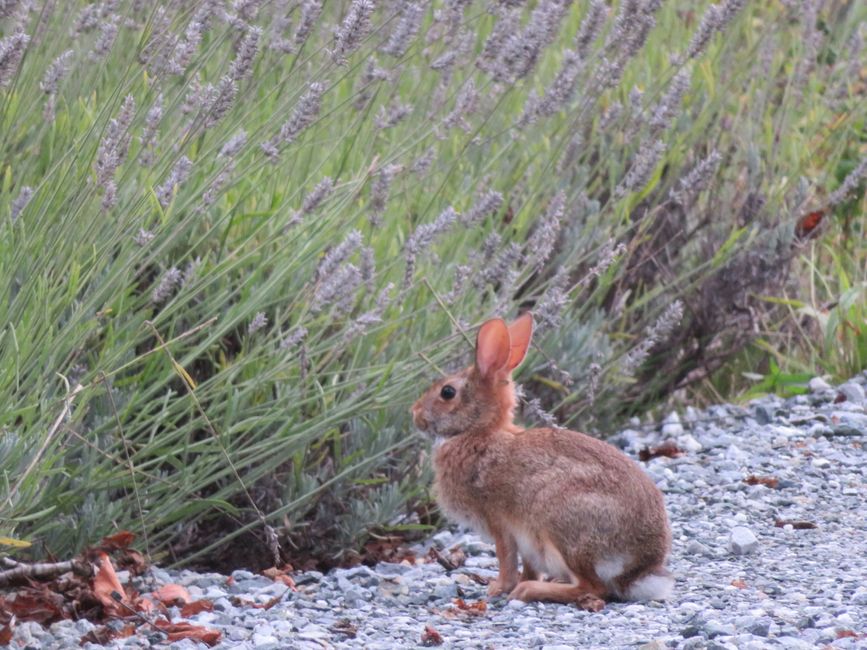 Bunny