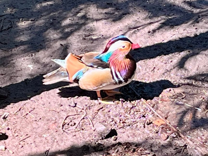 Tag 24 - Zoo von Martinique - Sainte-Marie mit Insel und Tombolo