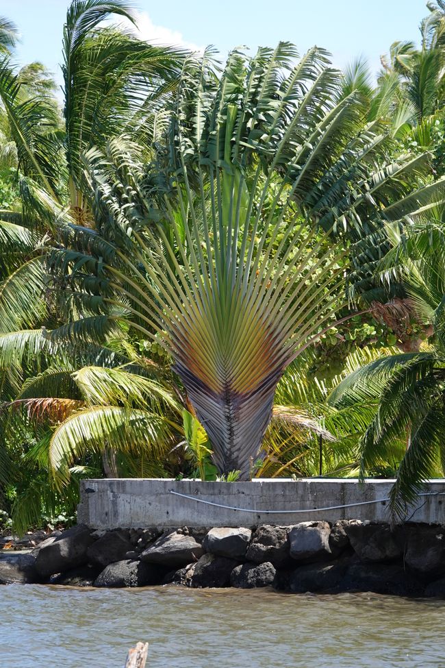 Heute war unser letzter Tag auf Moorea ....