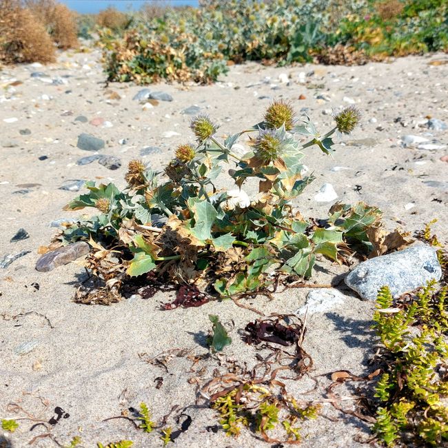Fehmarn