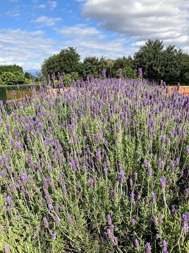 Lavendel in voller Pracht