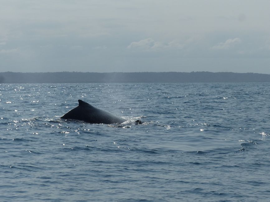 Brazil, Whale Watching