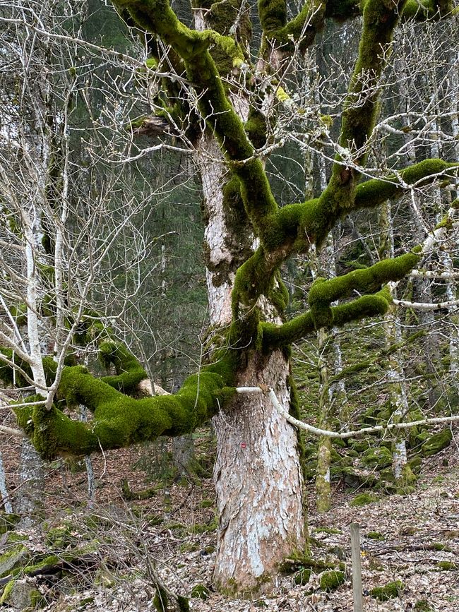 Auf einem weiteren Wanderweg am Belche