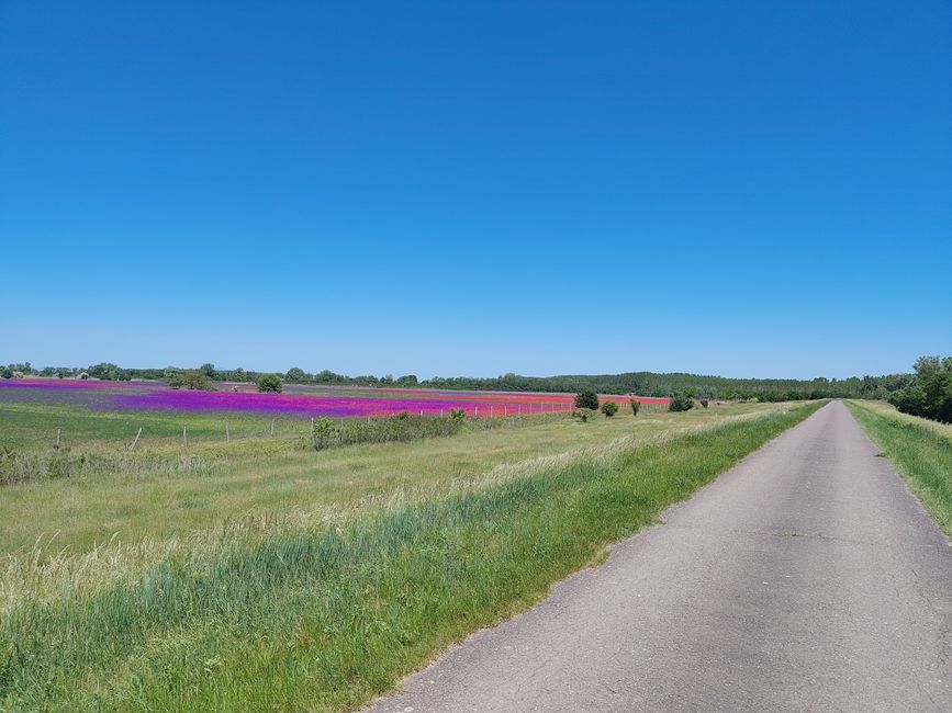 Geradeaus mit Blumen
