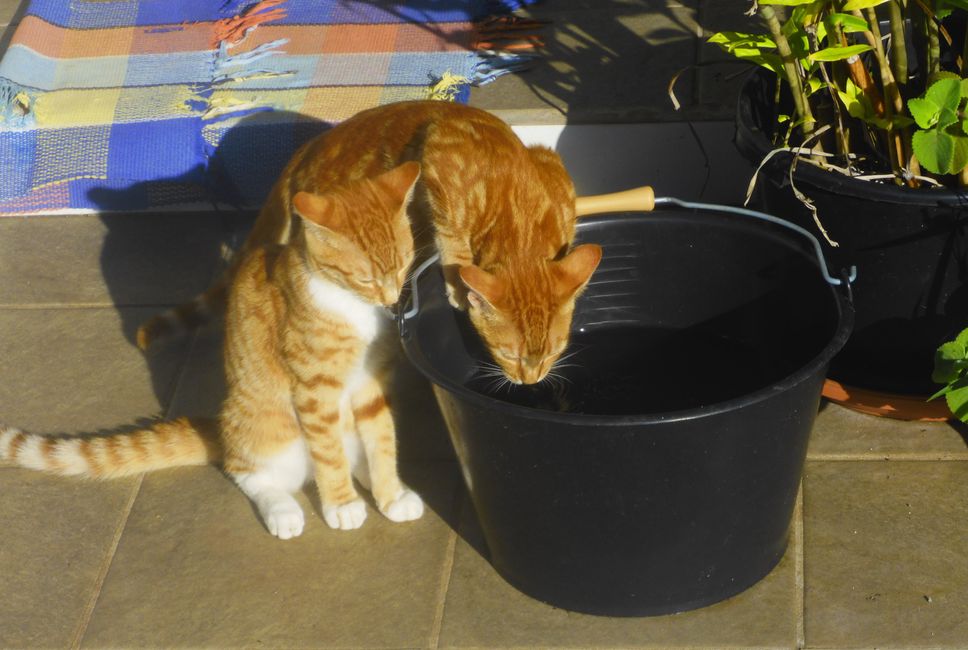Die Katzen haben Durst