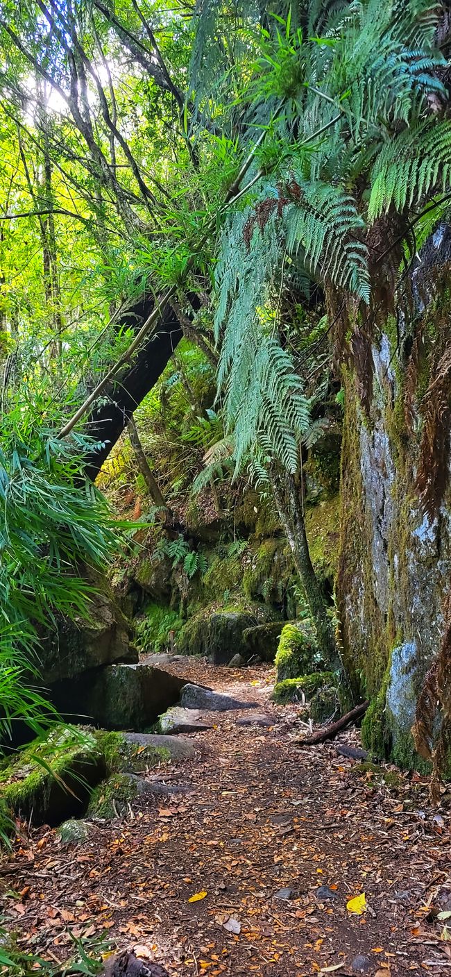 Parque Nacional Queulat 