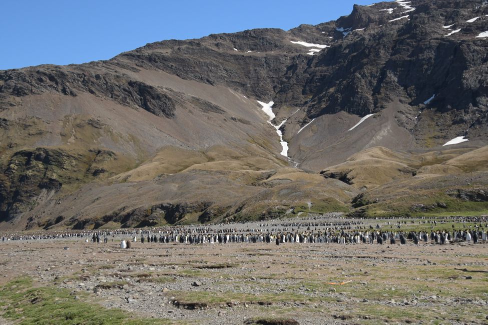 Königspinguin-Kolonie / King penguin colony