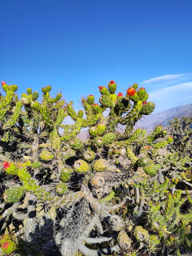 Arequipa: Beautiful Colca Canyon and the best almond peak in the world