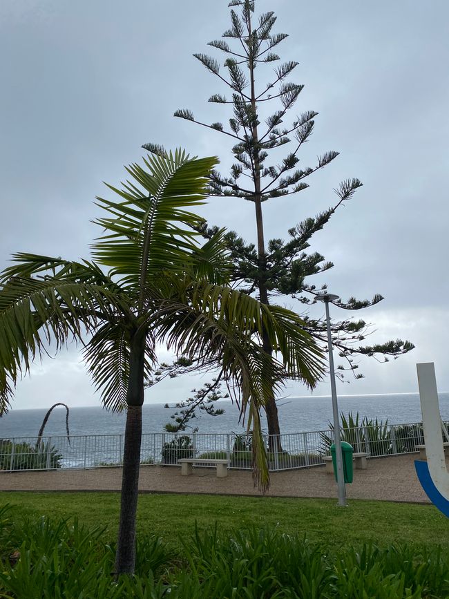 Dem Wind beugen sich diese Pflanzen nicht 