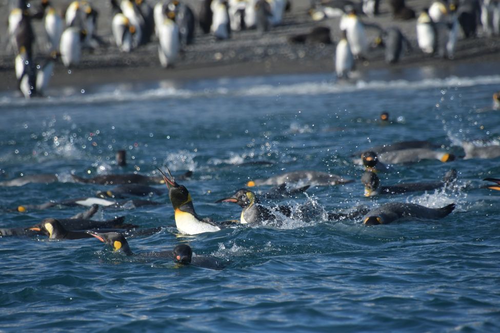 Königspinguine / King penguins