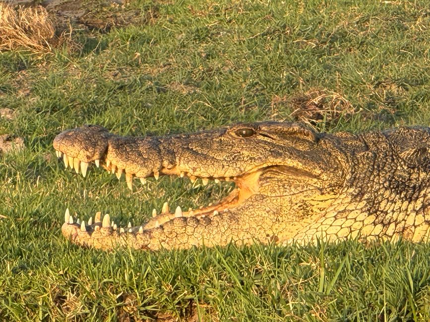 Parque Nacional Chobe