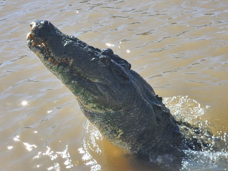 Tag 3, 27. April: Jumping Crocodiles!