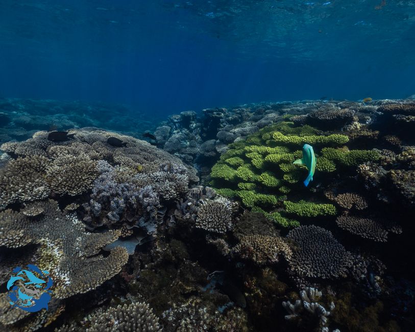 Snorkeling