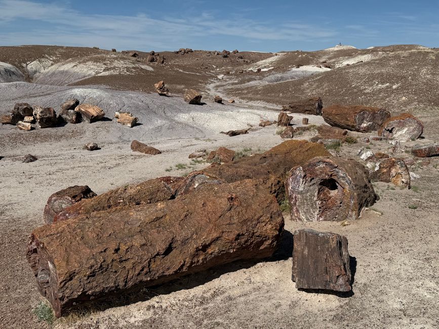 Forêt Fossile
