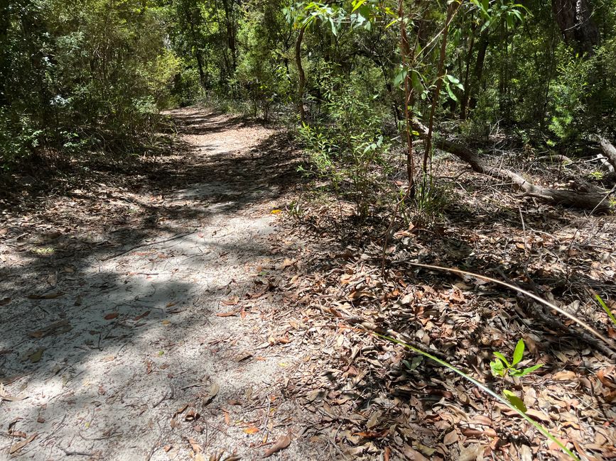 Noosa: Hiking Trails, Encounters & a Monitor Lizard Blocking My Path