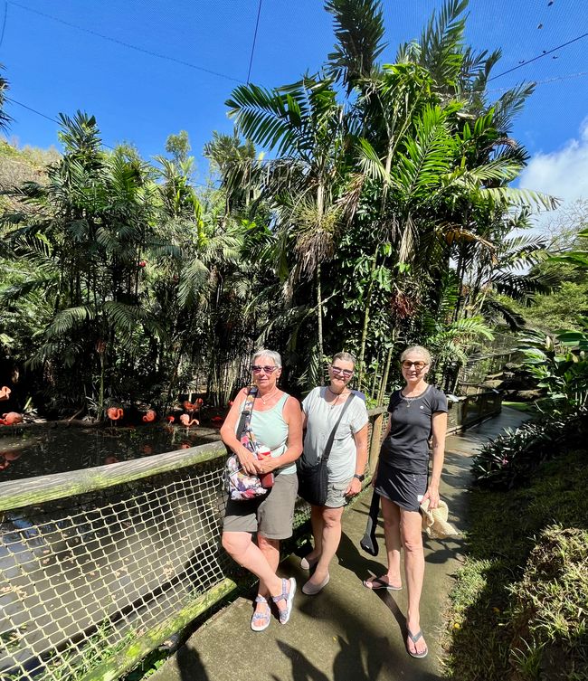 Tag 24 - Zoo von Martinique - Sainte-Marie mit Insel und Tombolo