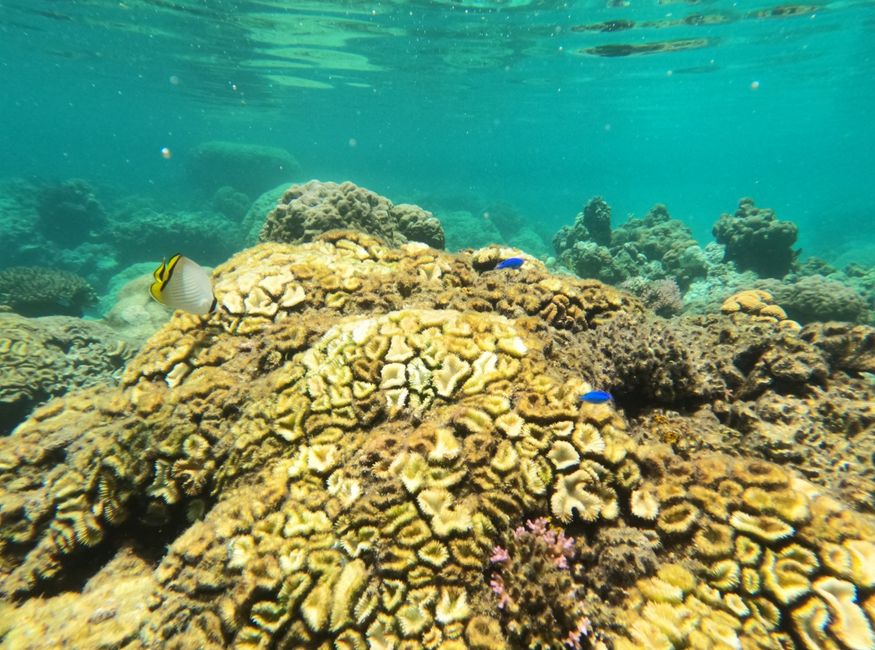 Pulau Papan and the Jellyfish Lake