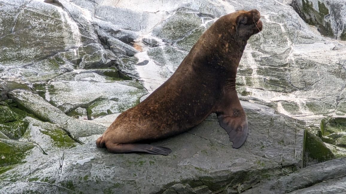 Beagle Channel Navigation mit Patagonia Adventure Explorer