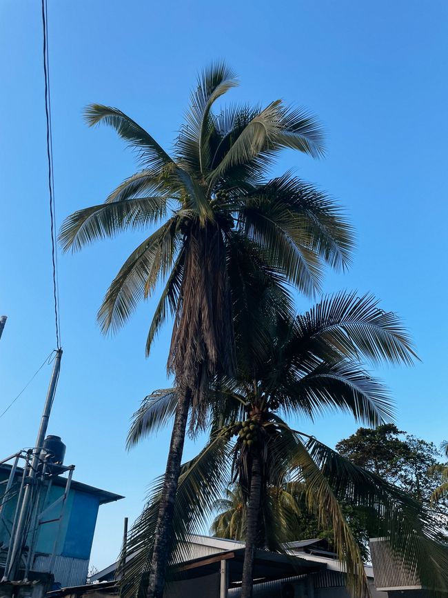 Puerto Viejo de Talamanca 🦥