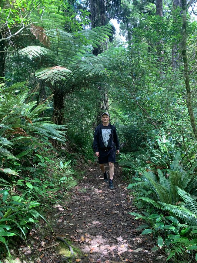 22_OHAKANE ET BALADES EN FORÊT