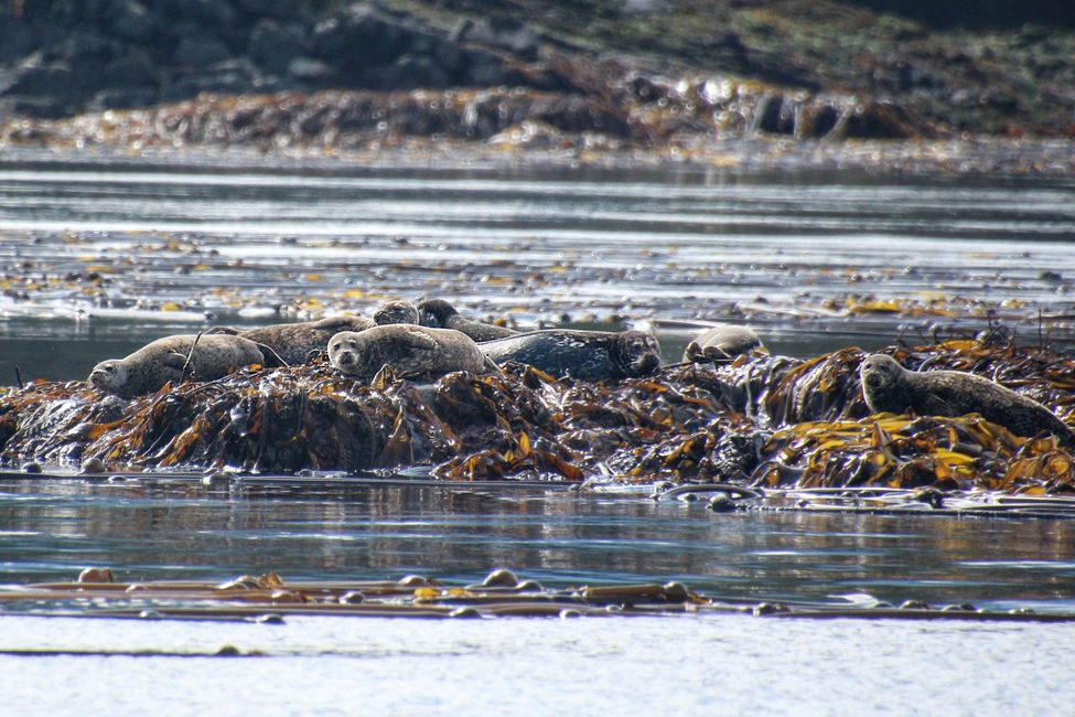 Tour de Observación de Ballenas de Seasmoke