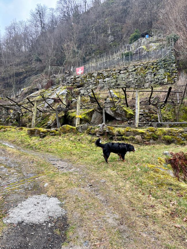 Marina di Pisa und Bellinzona ⛅️☀️🌧️🌧️🌧️🌧️