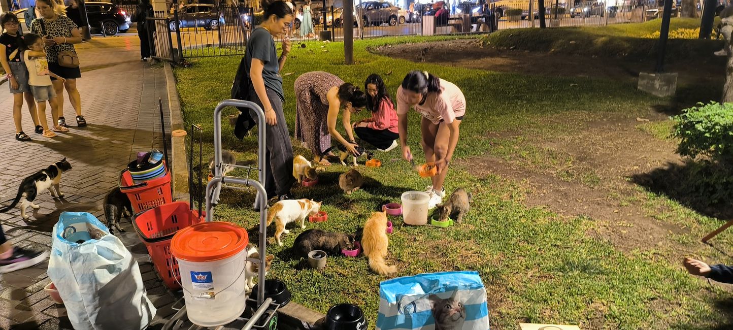 Katzen werden im Park gefüttert m