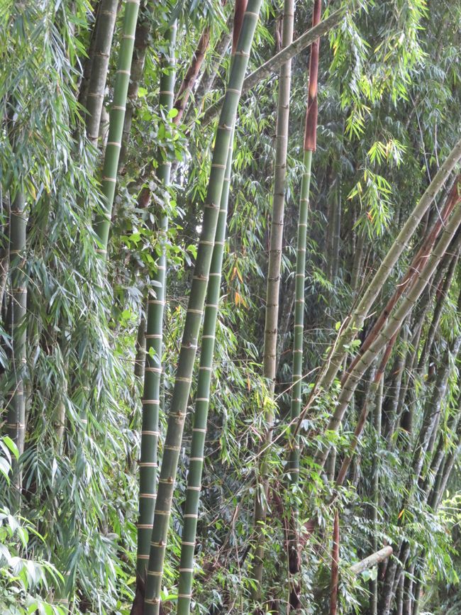 Palms