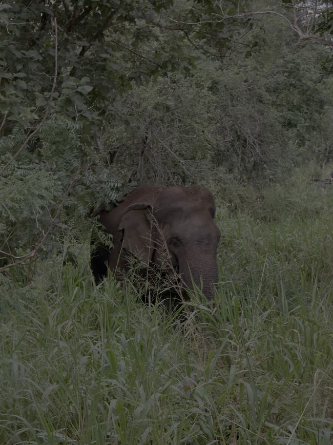 Voici le père de Dumbo