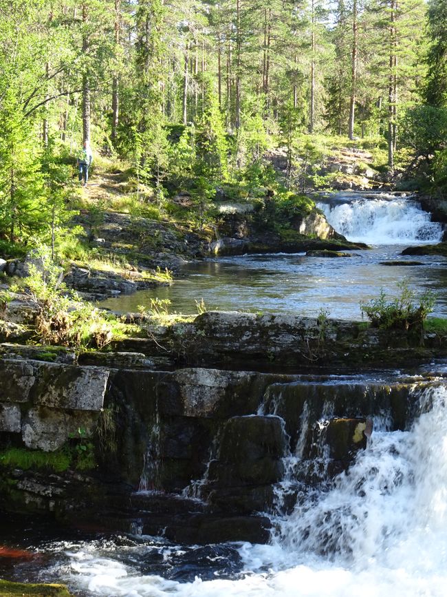 Parc national de Fulufjellet - Safari d'élans