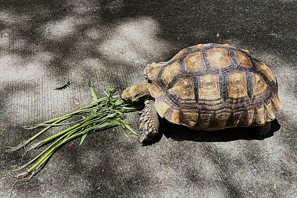 Schildkröte im Café Ozone