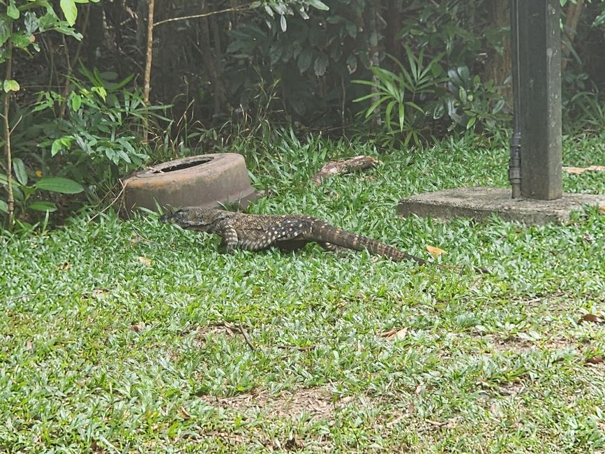Tag 29, 23. Mai, Daintree