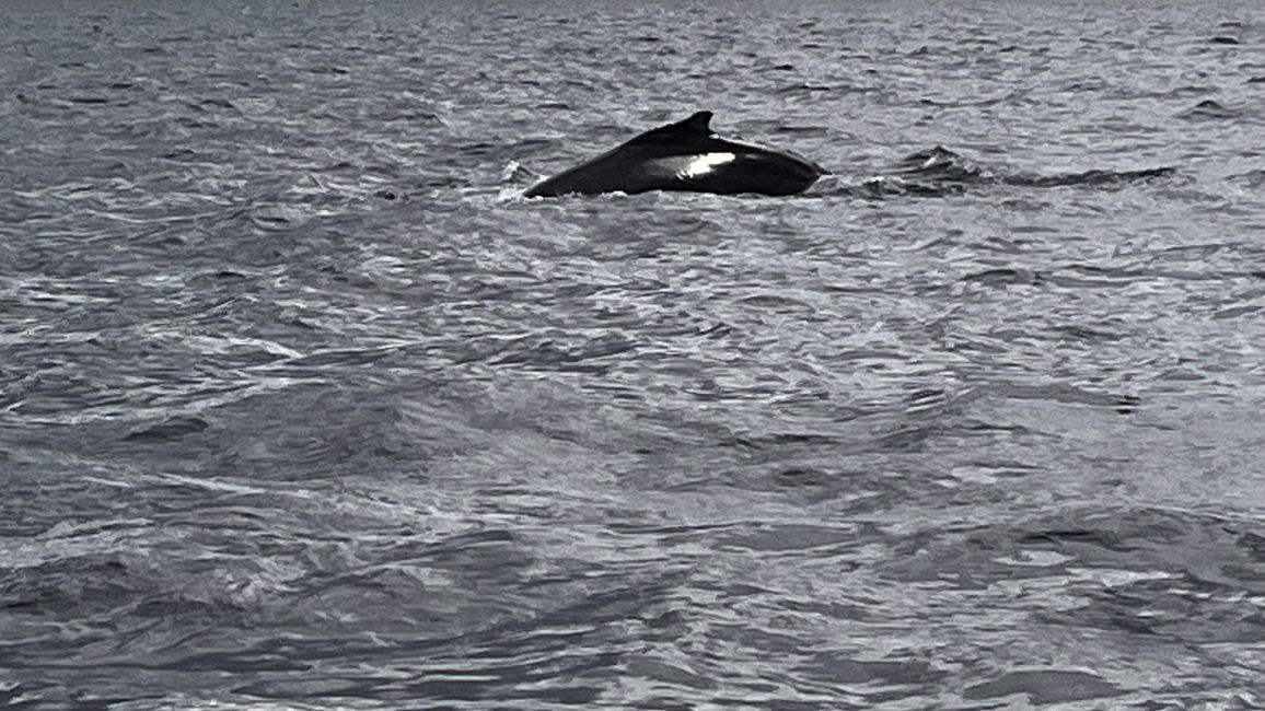 Whale Watching