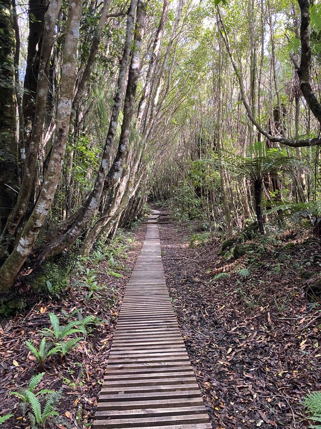 Egmont Taranaki Track