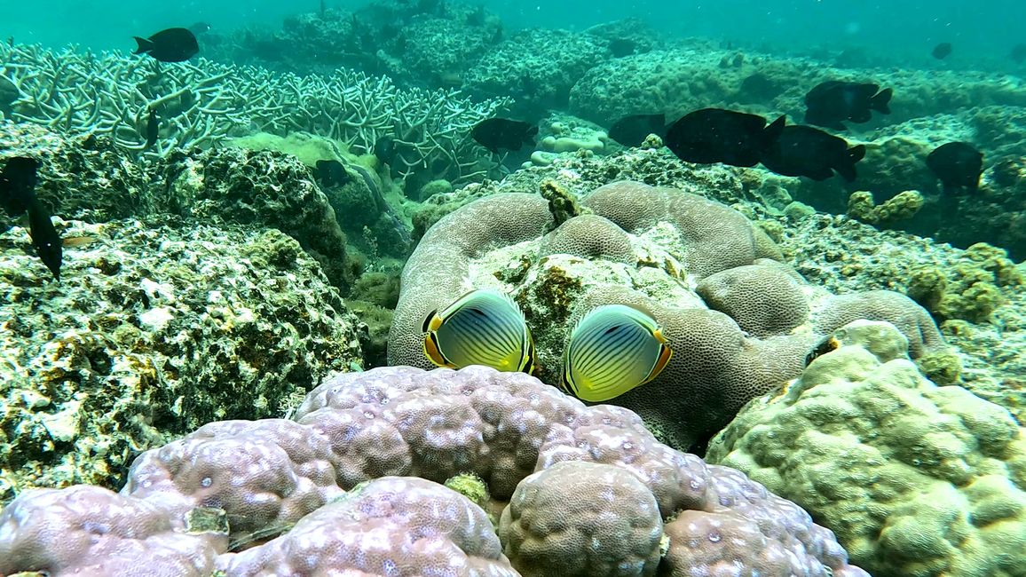 Mauritius
