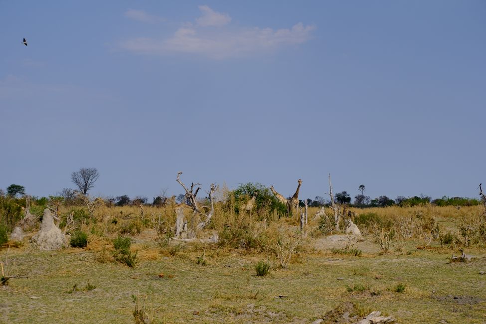 Delta del Okavango 🇧🇼