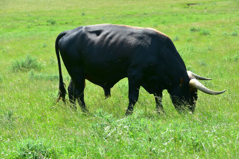 * * * S E C H T A S A F A R I - der Auerochsenweg
bei Bopfingen * * *