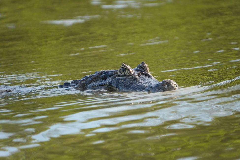 Excursión en barco en el Pantanal