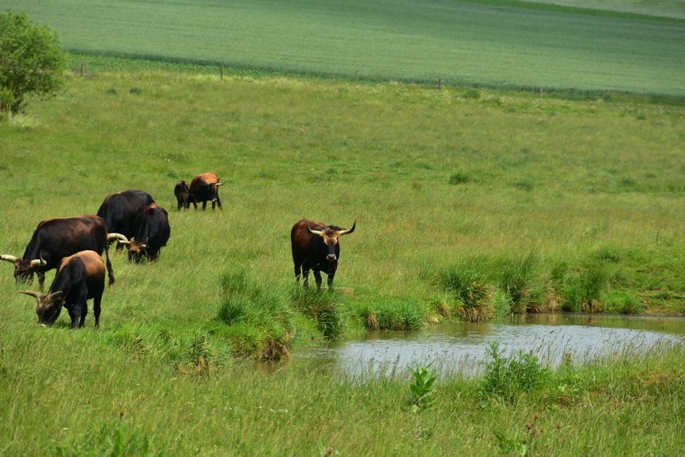* * * S E C H T A S A F A R I - der Auerochsenweg
bei Bopfingen * * *
