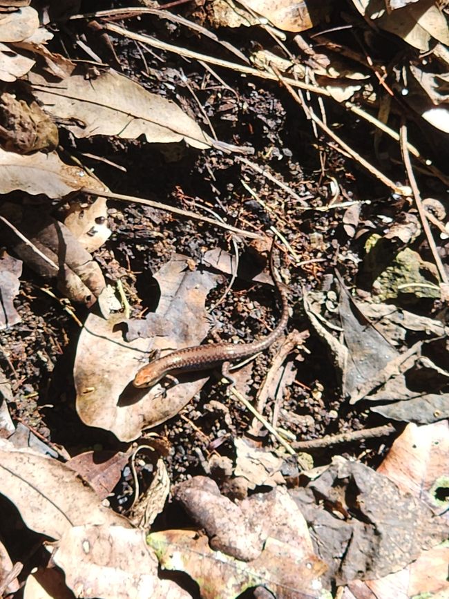 Tag 21, 15. Mai, Cape Hillsborough Nationalpark