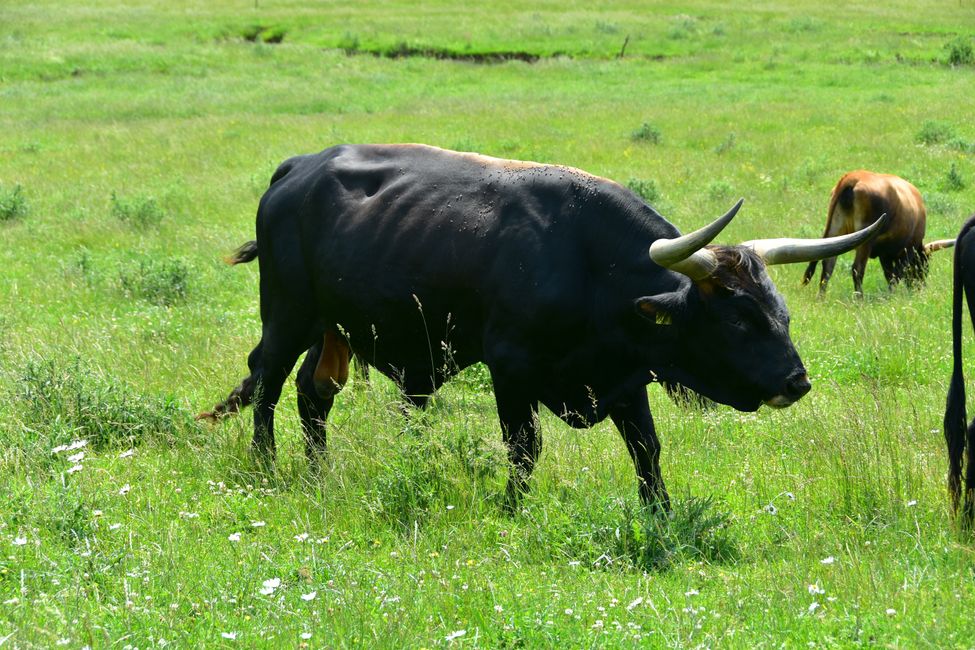 * * * S E C H T A S A F A R I - der Auerochsenweg
bei Bopfingen * * *