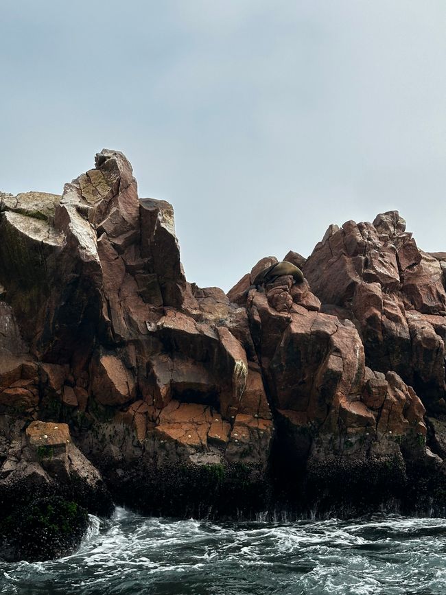 Sea lions on the rocks of the Islas Ballestas