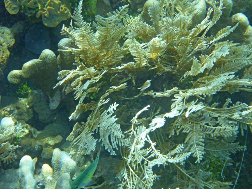 Waiag, Raja Ampat, Indonesia