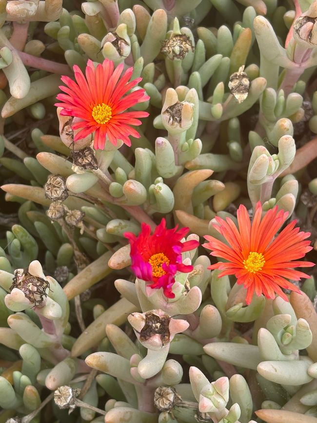Blooming Peninsula Valdes